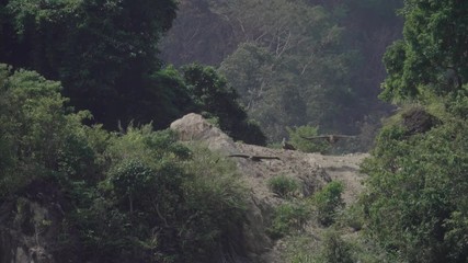 Wall Mural - huge vulture in flight in the heat of sunlight. himalayan griffon of three flying out in a row from 