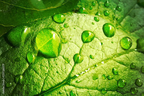 Obrazy zielone  piekne-krople-przezroczystej-wody-deszczowej-na-makro-zielony-lisc-wiele-kropli-rosy-rano