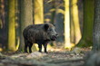 Sus scrofa. The wild nature of the Czech Republic. Free nature. Picture of an animal in nature. Beautiful picture. Animal in the woods. Deep forest. Mysterious Forest. Wild. From animal life.