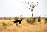 Fototapeta Sawanna - An ostrich in the landscape of the savannah in Kenya