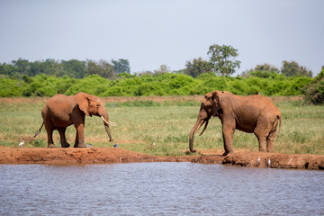 A waterhole in the savannah with some red elephants