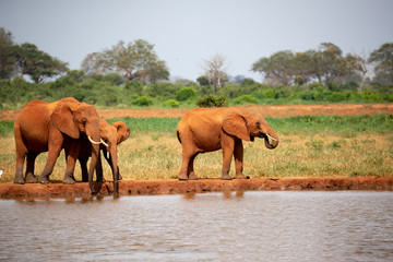 Family of elephants drinking water from the waterhole