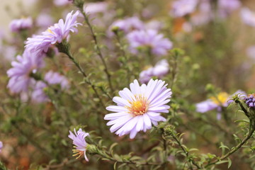 Beautiful fresh bright purple flowers on the summer meadow. Natural floral background