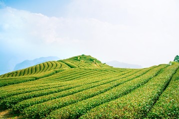 Beautiful tea garden rows scene isolated with blue sky and cloud, design concept for the tea product background, copy space, aerial view