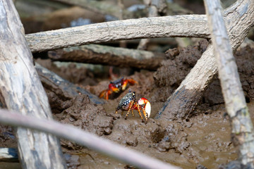 Mud Crabs