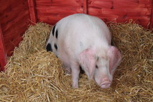 A Gloucester Old Spot Pig On Straw In A Wooden Pen.