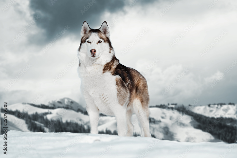 Gorgeous Siberian Husky dog standing on top of mountain next to cliff. - obrazy, fototapety, plakaty 