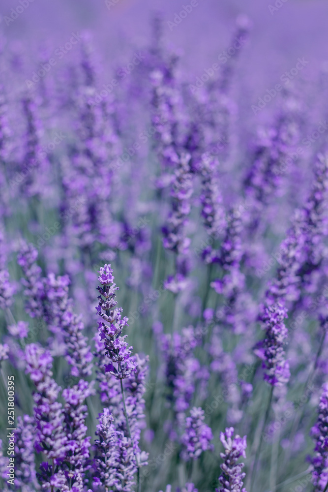 Lavender violet flowers - obrazy, fototapety, plakaty 