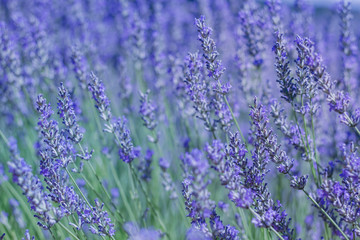  Lavender blue flowers