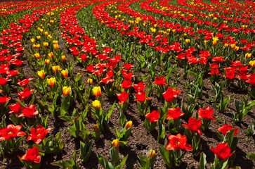 Magnificent bright flower garden from different types of tulips. Floral spring background.  Growing flowering plants. Urban landscaping