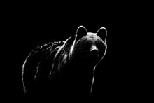 Brown Bear Contour On Black Background. Bear Contour In Black And White.
