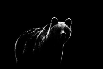 Brown bear contour on black background. Bear contour in black and white.