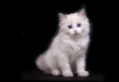 White fluffy kitten with blue eyes sitting on black background