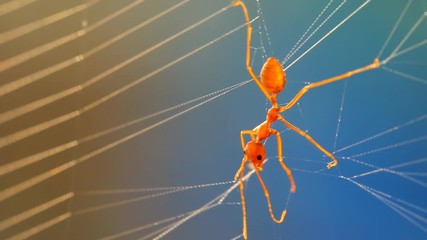 Ant struggling to escape from spider web, in the morning Chiangmai Thailand