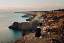 Lovely Dog Border Collie Sits On The Edge Of The Cliff By The Blue Sea During An Incredible Sunset And Looks Into The Camera. Space For Text