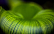 green plant tube abstract rollercoaster texture background