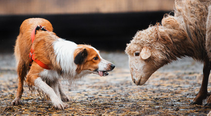 two border collie dog red-haired black and white grazing sheep in the paddock. raw dog. sports discipline. concept. dog plays with people. dog interacts with people