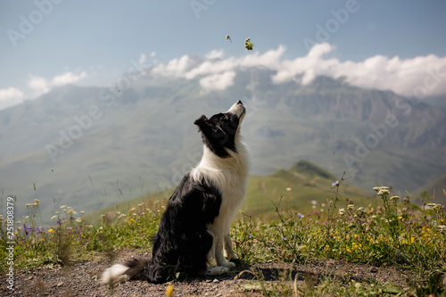 Fotografía beautiful black and white dog border collie sit on a field on mountain and look up