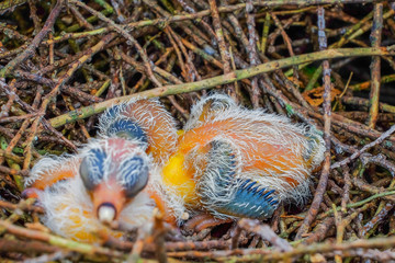 New hatch baby bird sleeping in nest in selective focus