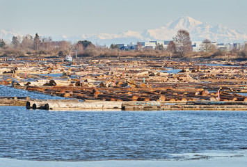 Wall Mural - Booming Ground and Mt. Baker. Logbooms in an estuary on the Fraser River. Vancouver, British Columbia, Canada.