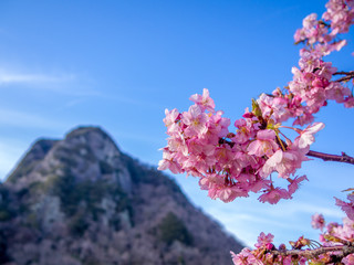 【静岡県伊豆の国市】満開の桜【城山桜】