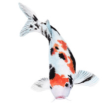 Koi Carp Fish Watercolor Painting ,Print Wall Art ,Hand Painted.  Koi Carp Fish Illustration Isolated On White Background.