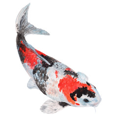 koi Carp fish Watercolor Painting ,Print Wall Art ,Hand painted. koi Carp fish Illustration isolated on white background.