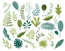 Set Of Different Tropical And Other Isolated Green Leaves. Palm, Banana Leaf, Hibiscus, Plumeria, Split Leaf, Philodendron. Jungle Collection For Your Design.Vector Illustration.
