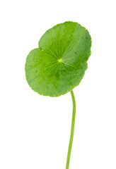 Poster - Closeup leaf of Gotu kola, Asiatic pennywort, asiatic leaf isolated on white background