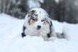 © shootingtheworld - The portrait of a cute australian shepherd during winter. He enjoys the snow and cold weather.