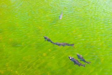 Wall Mural - Fish in a transparent green water lake