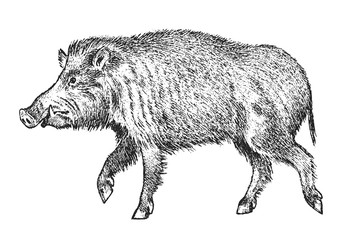 wild boar, pig or swine, forest animal. symbol of the north. vintage monochrome style. mammal in eur
