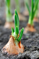 close-up of growing green onion in the vegetable garden