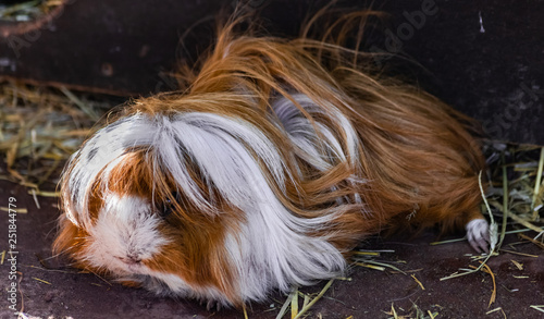 Domestic Guinea Pig Cavia Porcellus With White Brown Long Hair