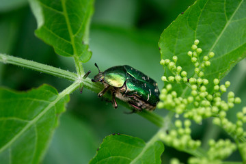 Cotinis mutabilis / figeater / metallic green beetle