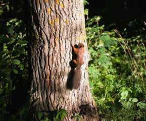 red fluffy squirrel on a tree in the summer in the forest