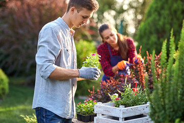 Wall Mural - Careful guy gardener in garden gloves puts the pots with seedlings in the white wooden box on the table and a girl prunes plants in the wonderful nursery-garden on a sunny day.