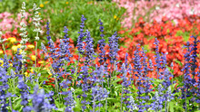 Multicolour Flower Bed With Blue Salvia Genus