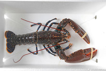 Live Lobster Free Stock Photo - Public Domain Pictures