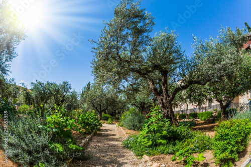 Fotografía Gethsemane Garden on the Mount of Olives