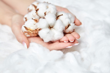 Natural cotton flowers in a female palms