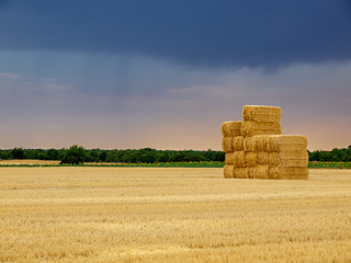  Wheat field after harvest in a village of Castilla y Leon