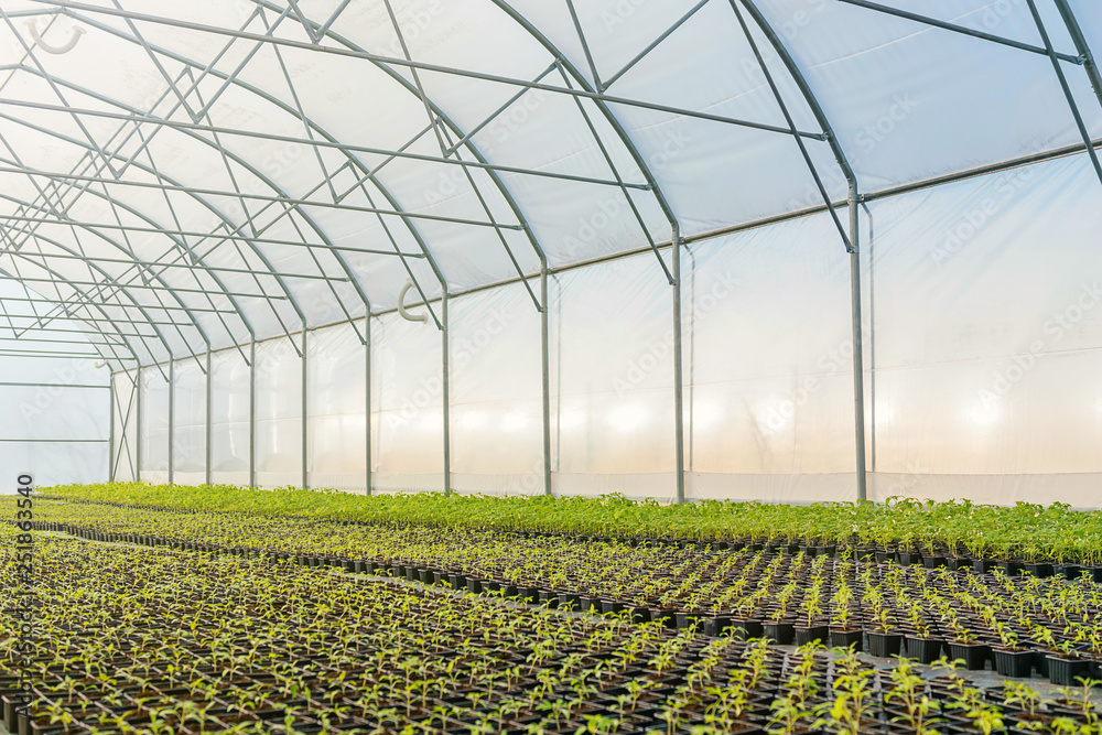 Young plants growing in a greenhouse Stock Photo | Adobe Stock