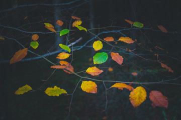 Wall Mural - Fall leaves background