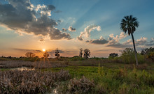 Sunset Over A Florida Swamp