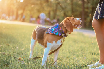 Wall Mural - girl with beagle at sunset