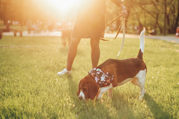 Wall Mural - girl with beagle at sunset