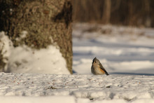 Tufted Titmouse Baeolophus Bicolor Sitting In White Winter Snow Near Forest
