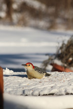 Red-Bellied Woodpecker Melanerpes Carolinus Perched In White Snow While Eating Birdseed In Winter