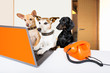 © Javier brosch - boss management dogs in office